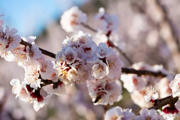 Detail Bílých Meruňkových Květů Stromě Slunném Jarním Dni — Stock fotografie
