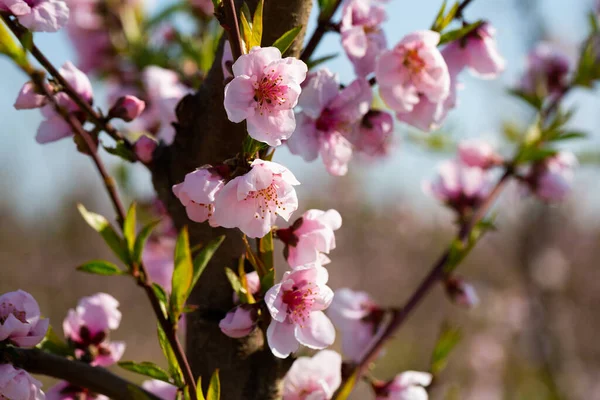 Zbliżenie Kwiatów Gałęzi Brzoskwiniowego Drzewa Wiosną — Zdjęcie stockowe