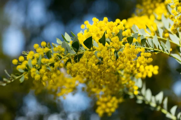 オーストラリアのアカシアの多肉植物の黄色の花 高品質の写真 — ストック写真