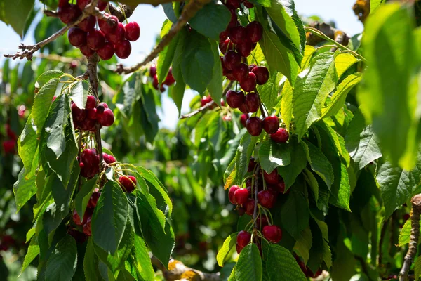 Meyve Fidanındaki Ağaçlardaki Olgun Kırmızı Kirazlar — Stok fotoğraf