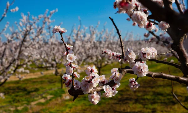春にヨーロッパの畑や牧草地でアプリコットの開花 — ストック写真