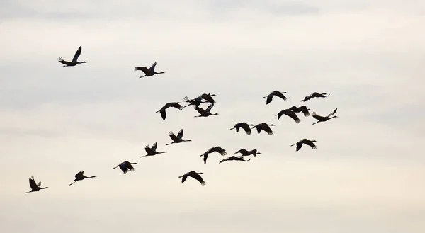 Πτήση Γερανών Που Μεταναστεύουν Στον Ουρανό Σύννεφο Υψηλής Ποιότητας Φωτογραφία — Φωτογραφία Αρχείου