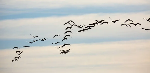 鸟类迁徙 一群鹤在多云的天空中飞得高高的 — 图库照片