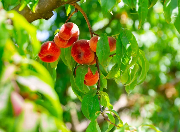 Ripe Organic Flat Peaches Growing Tree Orchard Sunny Day — Stock Photo, Image