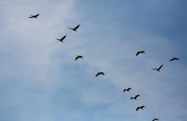 Large Flock Cranes Flying Sky High Quality Photo — Stock Photo, Image