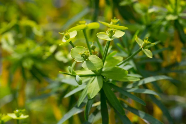 Цветущее Растение Табайба Мориска Солнечный День — стоковое фото