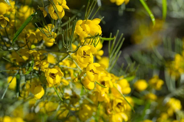 Widok Bliska Żółte Kwiaty Rośliny Silver Cassia — Zdjęcie stockowe