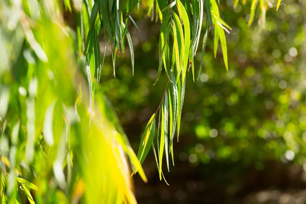 夏日阳光明媚的园林中石榴绿树枝条的图像 — 图库照片