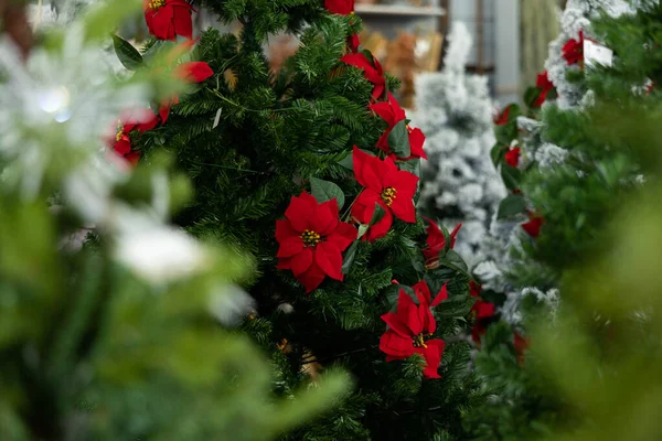 Karácsonyfa Boltokban Bemutatóterem Fenyőfa Raktárban Örökzöld Tűlevelű — Stock Fotó