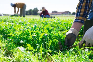 Harvesting arugula on a summer farm field clipart