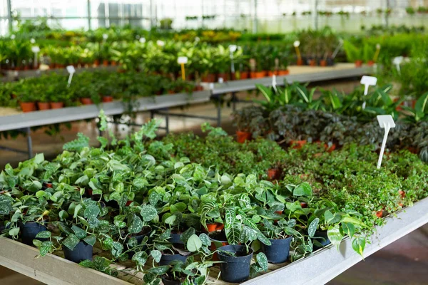 Grüne Pflanzen Wachsen Blumentöpfen Auf Dem Gewächshausbauernhof — Stockfoto