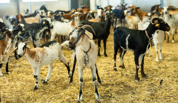 Troupeau Chèvres Domestiques Toilettées Marchant Sur Paille Dans Grange Ferme — Photo