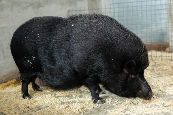 Pienso Cerdo Desde Suelo Granja Pocilga — Foto de Stock