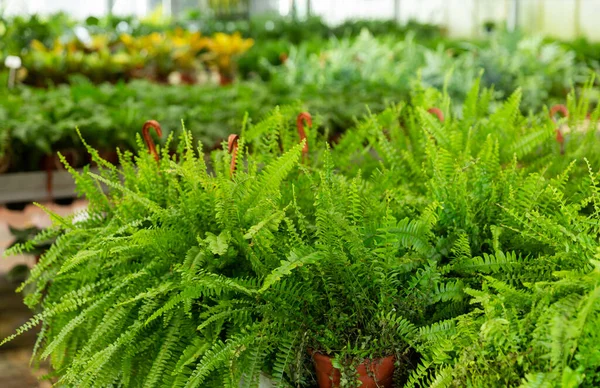 Glasshouse Çiftliğindeki Saksılarda Yetişen Yeşil Nefrolepis Bitkileri — Stok fotoğraf