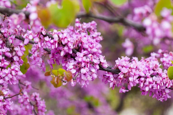 Bahar Çiçekleri Açarken Cerci Lerin Pembe Çiçekleri — Stok fotoğraf
