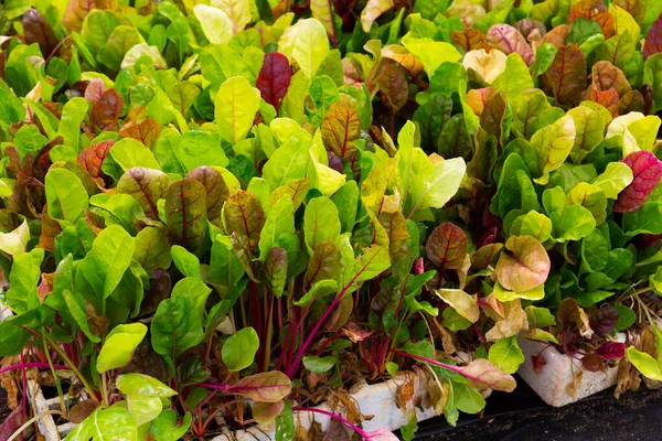 Semis Salade Blettes Multicolores Serre — Photo