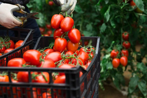 Sluitingen Van Rijpe Rode Tomaten Geoogst Door Mannelijke Landbouwers Kas — Stockfoto