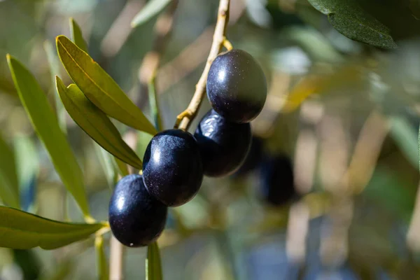 Primer Plano Las Ramas Olivo Con Aceitunas Negras Maduras Plantación —  Fotos de Stock