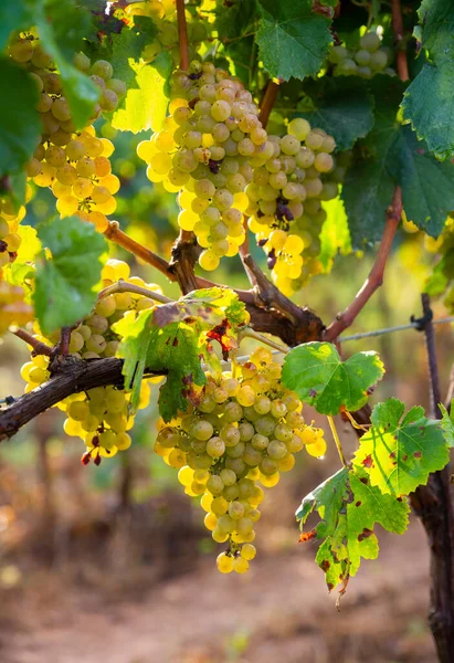 Juicy White Grapes Growing Vine Vinery New Harvest Wine Grape — Stock Photo, Image