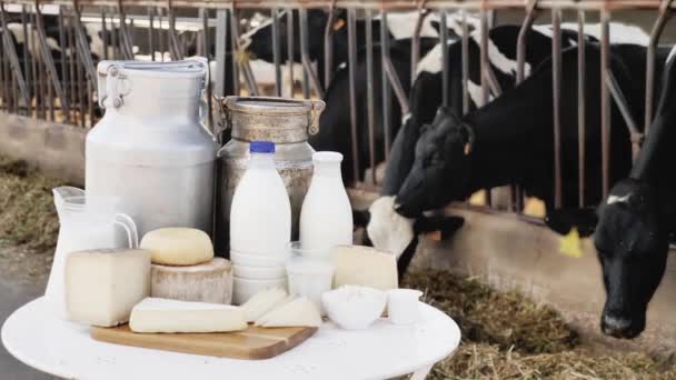 Mléčné Výrobky Mléko Sýr Tvaroh Pozadí Krav Stodole Royalty Free Stock Záběr