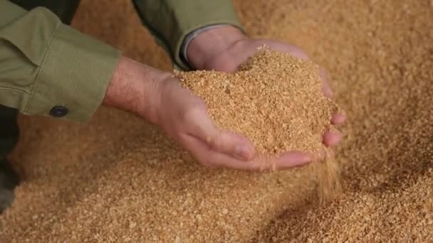 Closeup Punhado Cascos Soja Mãos Agricultor Masculino Conceito Suplemento Alimentar — Vídeo de Stock