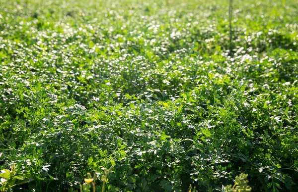 Closeup Fresh Young Parsley Growing Farm Field Sunny Summer Day — Stock Photo, Image