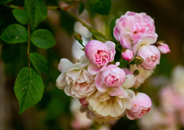 Blooming Pink Roses Branches Garden Sunny Day — Stock Photo, Image