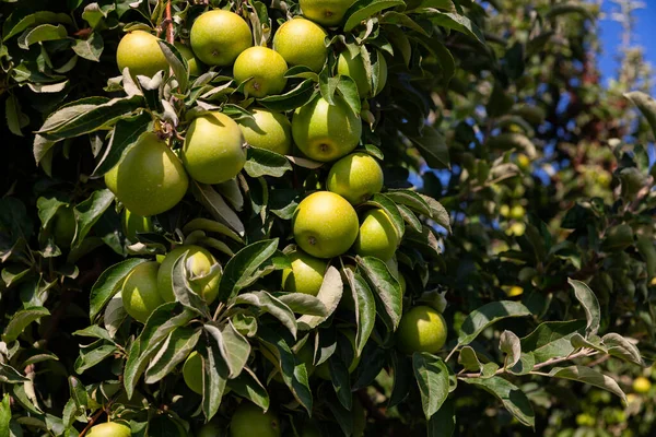 豊かな農場の収穫 夏の果樹園の木の枝にぶら下がっている新鮮な熟したリンゴ — ストック写真