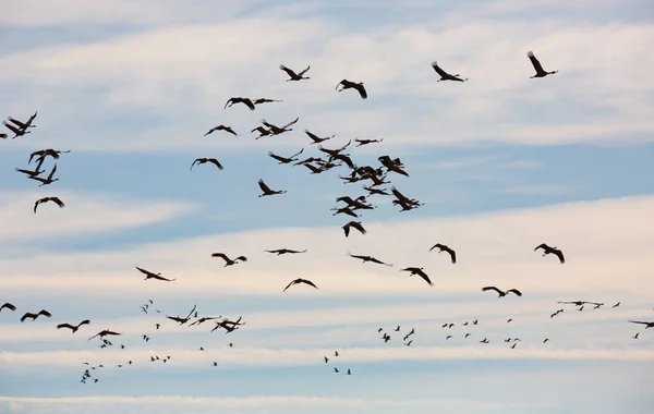 冬からの一般的なクレーングラスの移行 春の日に青い空を飛ぶ鳥 — ストック写真