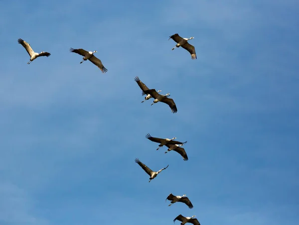 普通起重机过冬后的迁移 春天里 鸟儿在蓝天飞翔 — 图库照片