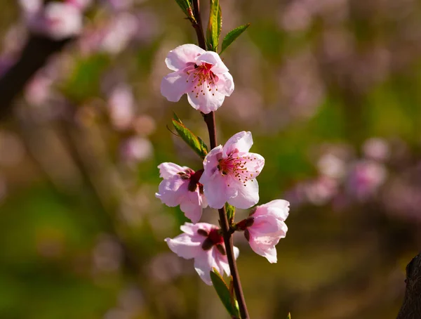 早春に桃の木を咲かせます 高品質の写真 — ストック写真