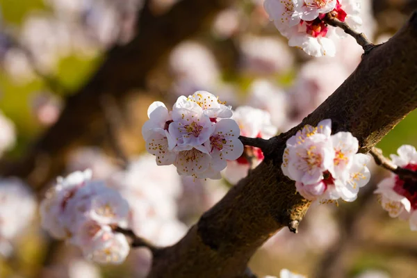 Blooming Apricot Trees Early Spring High Quality Photo — Stock Photo, Image