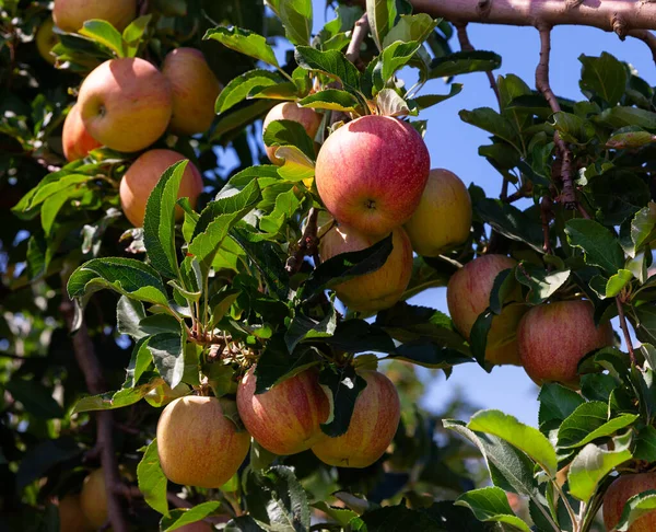 Çiftlik Meyve Bahçesinde Olgun Elmalarla Ağaçların Resimli Görüntüsü — Stok fotoğraf