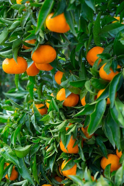 Closeup Ripe Juicy Mandarin Oranges Greenery Tree Branches — 图库照片