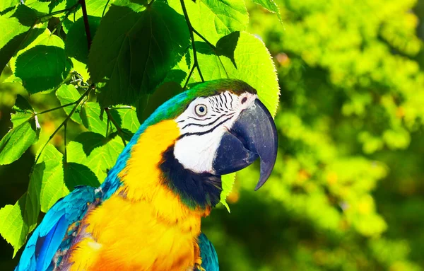 Head Green Winged Macaw Ara Chloropterus Forest Area — Stock Photo, Image