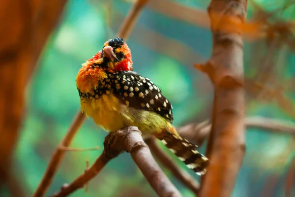 Image Red Yellow Barbet Sitting Branch Park — Stock Photo, Image