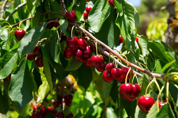 Close Ripe Cherries Trees Sunny Day — Stok fotoğraf