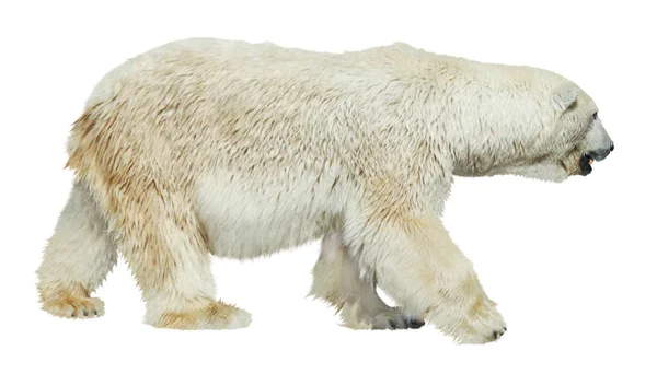 Lední Medvěd Chůze Bílém Pozadí — Stock fotografie