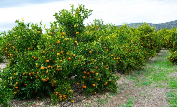 Mandarinas Anaranjadas Jugosas Maduras Los Árboles Del Huerto — Foto de Stock