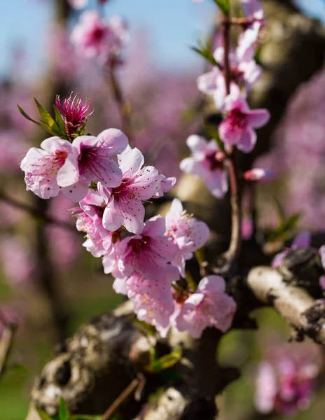 Close Blooming Peach Trees Fields Spring Sunny Day — Stock Photo, Image