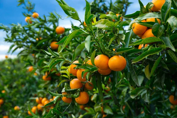 Primer Plano Naranjas Jugosas Maduras Mandarina Vegetación Sobre Ramas Árboles — Foto de Stock