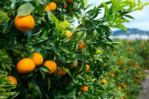 Mandarinenbäume Mit Reifen Früchten Auf Obstplantagen — Stockfoto