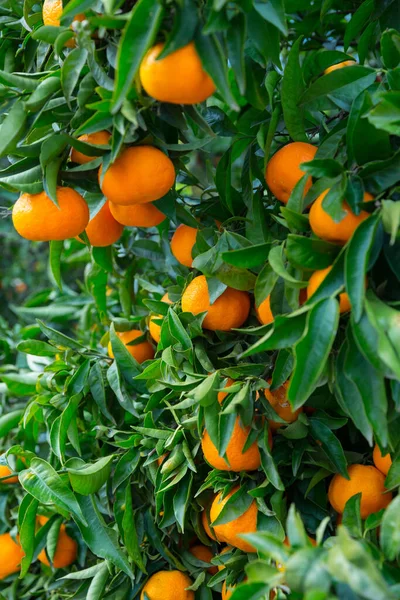 Tangerintræer Med Modne Frugter Frugtplantage - Stock-foto