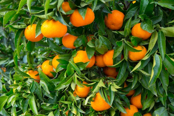 Tangerines Trees Ripe Fruits Fruit Plantation — Foto Stock