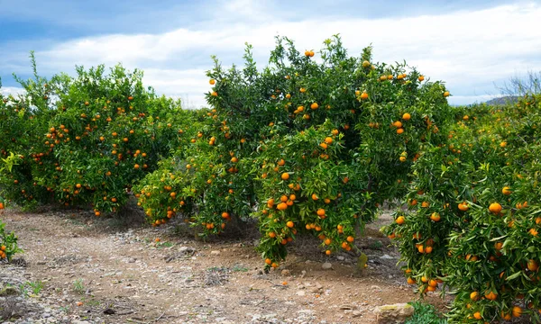 Blick Auf Reife Mandarinenorangen Auf Bäumen Auf Der Zitrusfruchtfarm — Stockfoto
