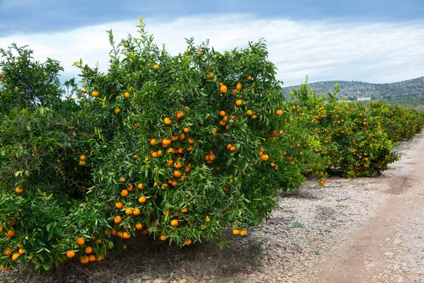 Ora Del Raccolto Maturi Mandarini Arancioni Succosi Alberi Frutteto — Foto Stock