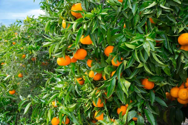 Primer Plano Los Árboles Mandarinas Verdes Con Frutas Maduras Naranjas — Foto de Stock