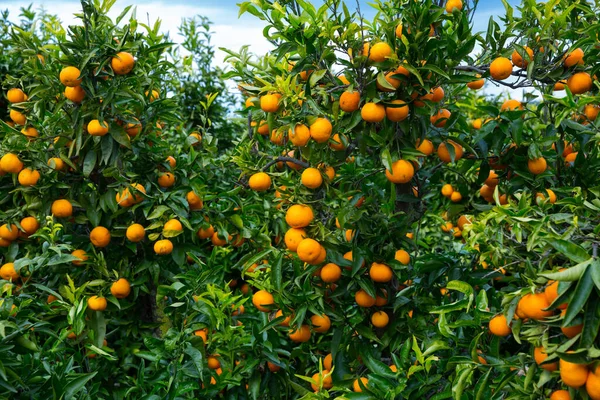 Veduta Arance Mandarine Mature Sugli Alberi Nella Fattoria Frutta — Foto Stock