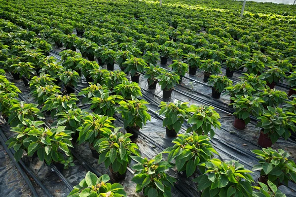 Rows Euphorbia Pulcherrima Growing Greenhouse Farm — Stock Photo, Image
