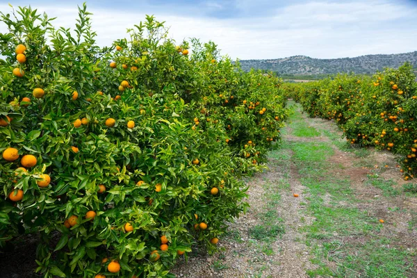 Harvest Time Ripe Juicy Orange Mandarins Trees Orchard — Stock Photo, Image